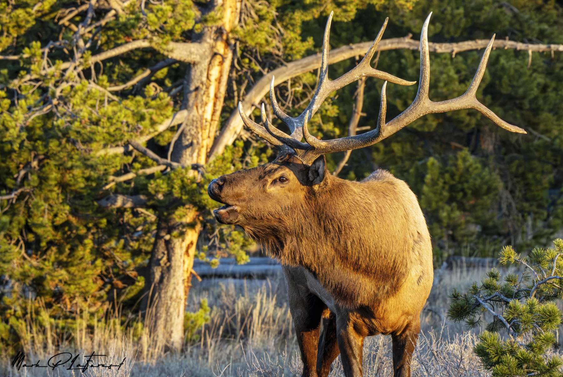 /gallery/north_america/USA/Wyoming/yellowstone/Bull Elk Yellowstone NP Sept 2024-041_med.jpg